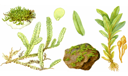 Information Retrieval System for Fauna and Flora