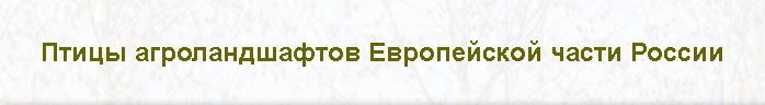 WEB-ориентированный интерактивный определитель Птицы агроландшафтов Европейской части России WEB-ориентированный интерактивный определитель Птицы агроландшафтов Европейской части России