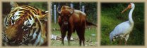 Conservation of rare and disappearing plants,animals and species