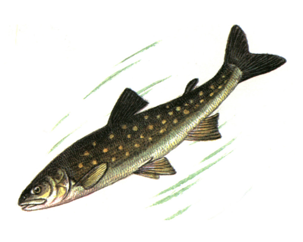    - Salvelinus elgyticus Viktorovsky et Glubokovsky, 1981
