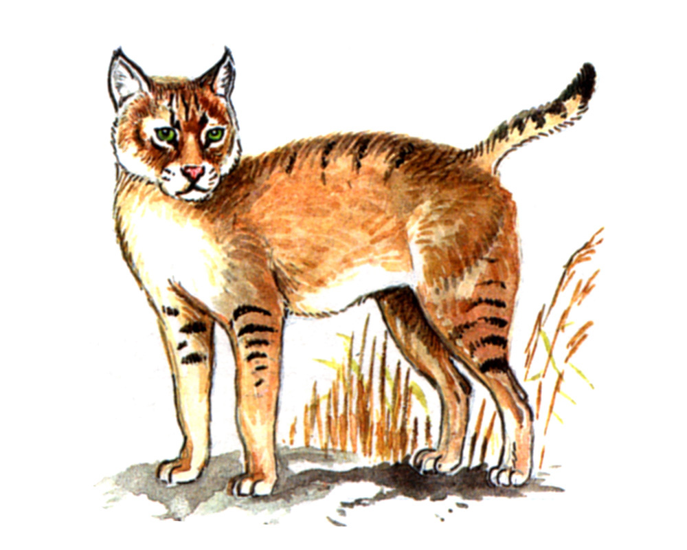 Изложение камышовая кошка