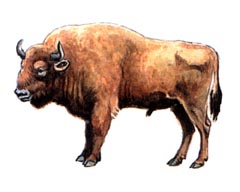 Зубр Bison bonasus. Редкие виды животных мира Красная книга животные