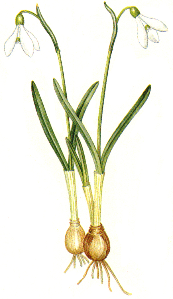    - Galanthus lagodechianus Kem.-Nath. (G. cabardensis G. Koss)