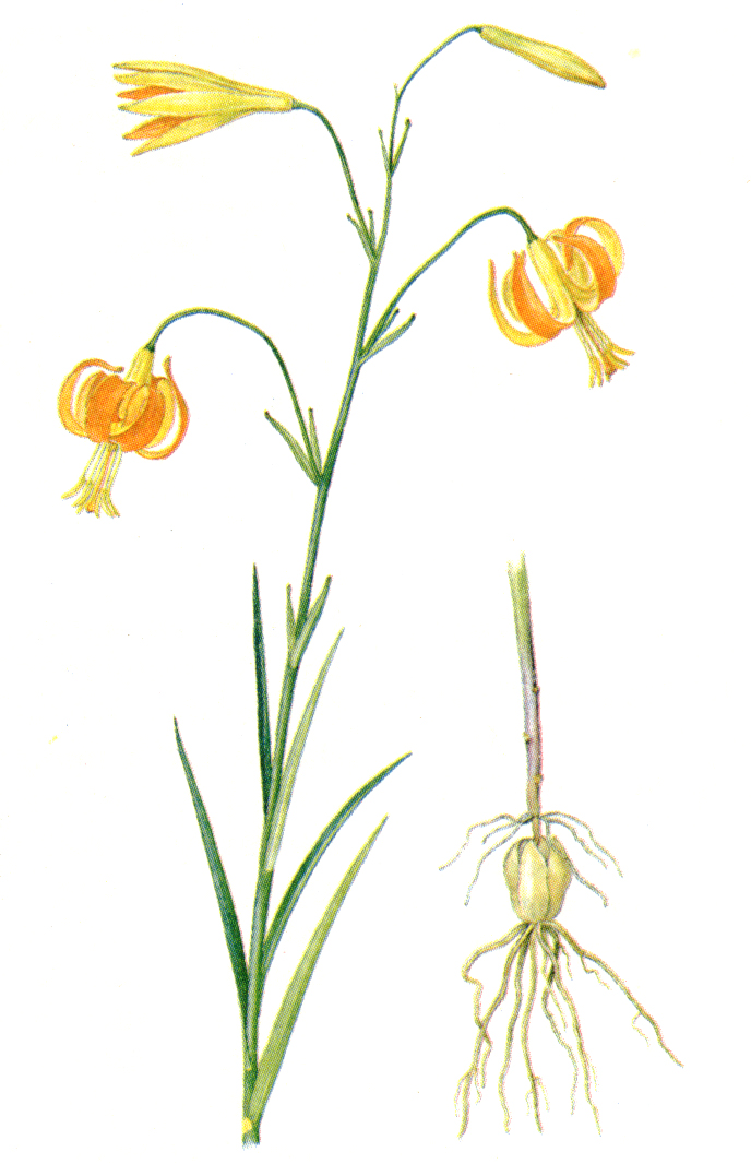    - Lilium callosum Siebold et Zucc.