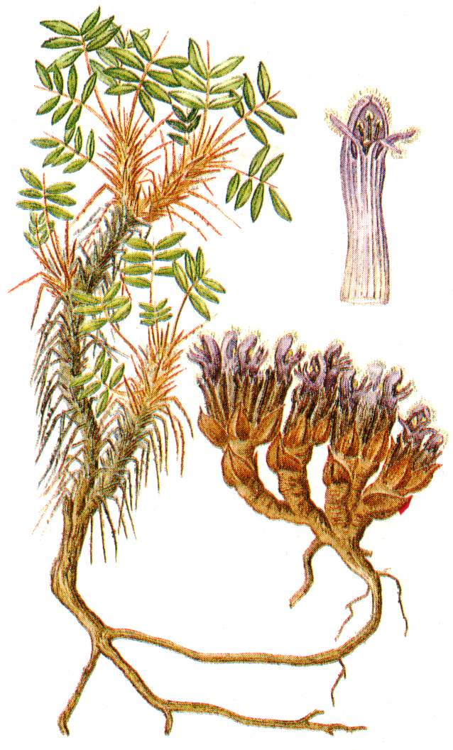  

 - Mannagettaea hummelii N. Smith (M. ircutensis M. Pop.)