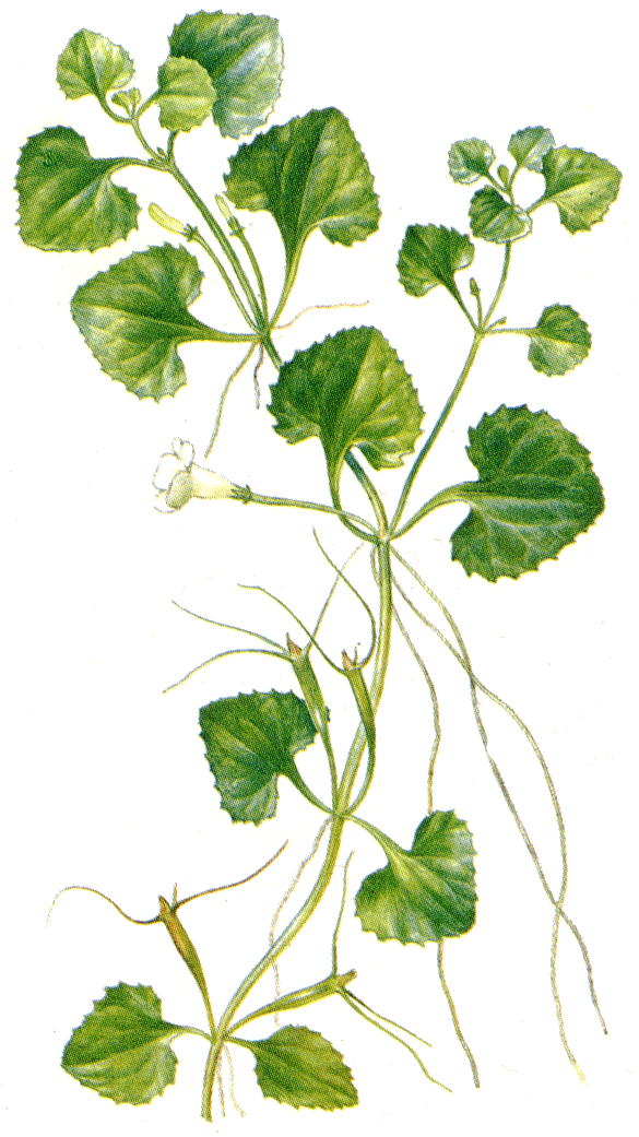   - Trapella sinensis Oliv.