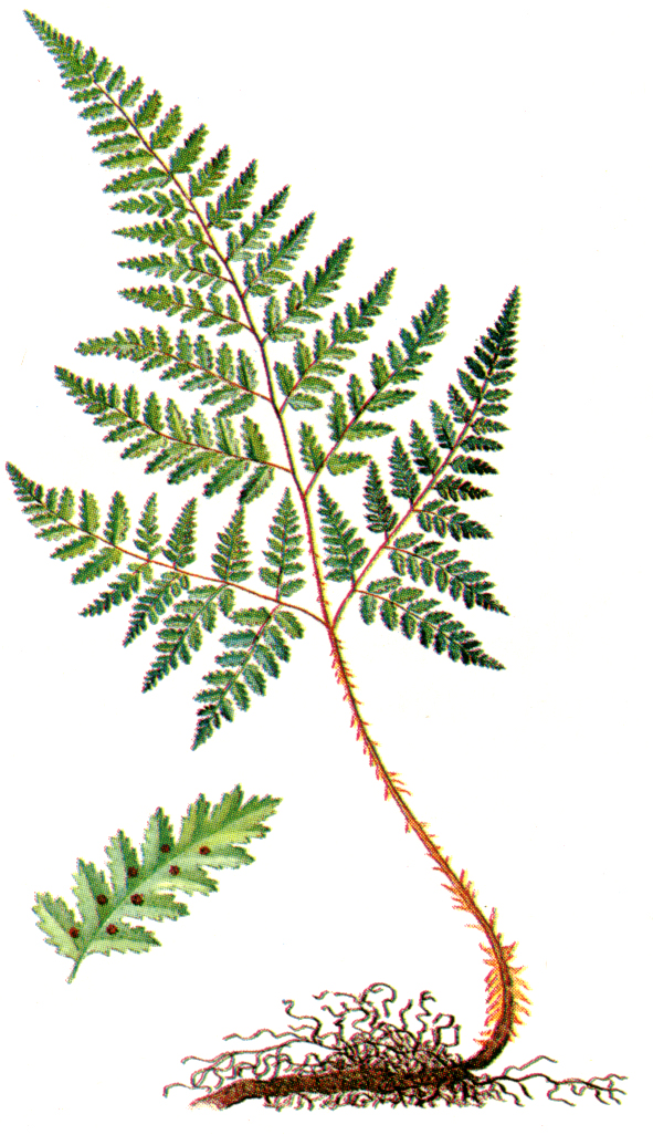    - Leptorumohra miqueliana (Maxim. ex Franch. et
Savat.) H. Ito
