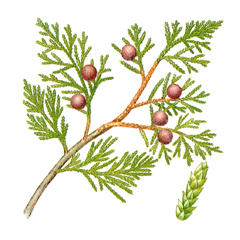 Можжевельник вонючий ( Juniperus foetidissima ) рисунок из Красной