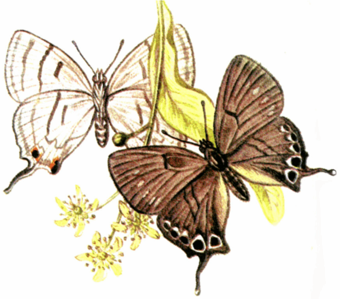    - Chaetoprocta superans (Oberthur, 1914)