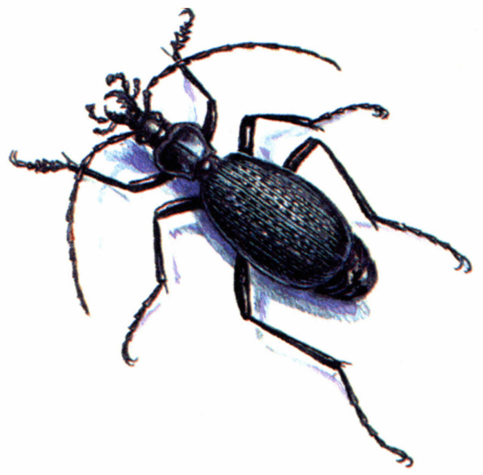    - Carabus constantinovi Starck, 1894