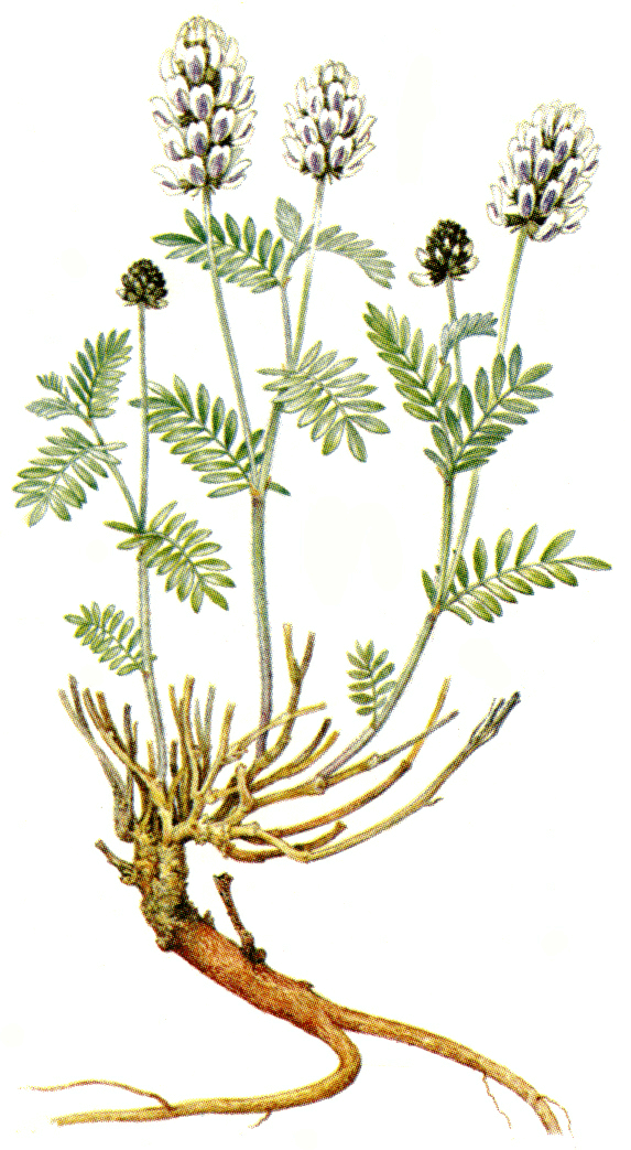    - Astragalus olchonensis Gontsch.