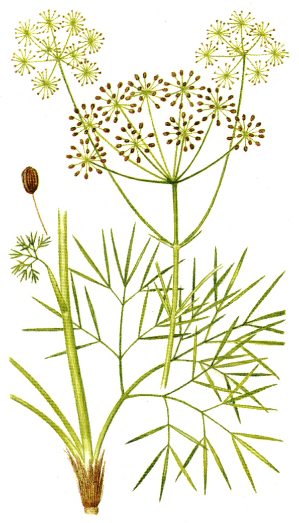    - Eriosynaphe longifolia (Fisch. ex Spreng.) DC.