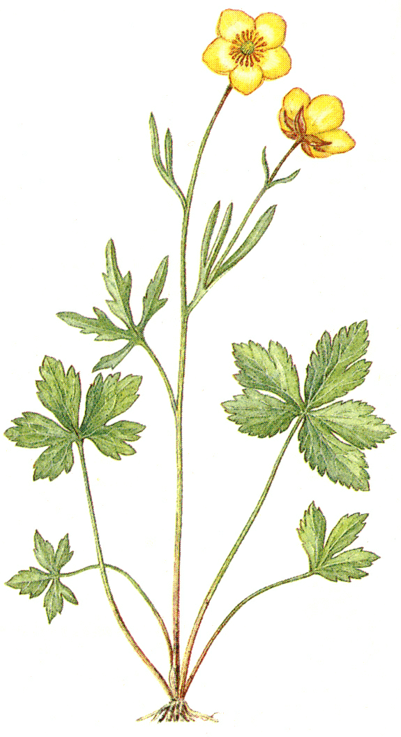    - Ranunculus sajanensis M. Pop.