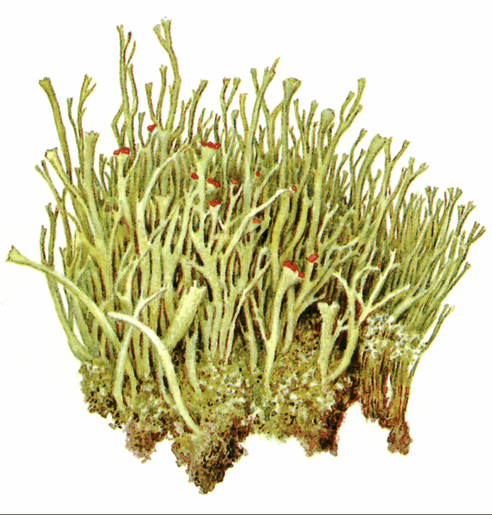  

 - Cladonia graciliformis Zahlbr.