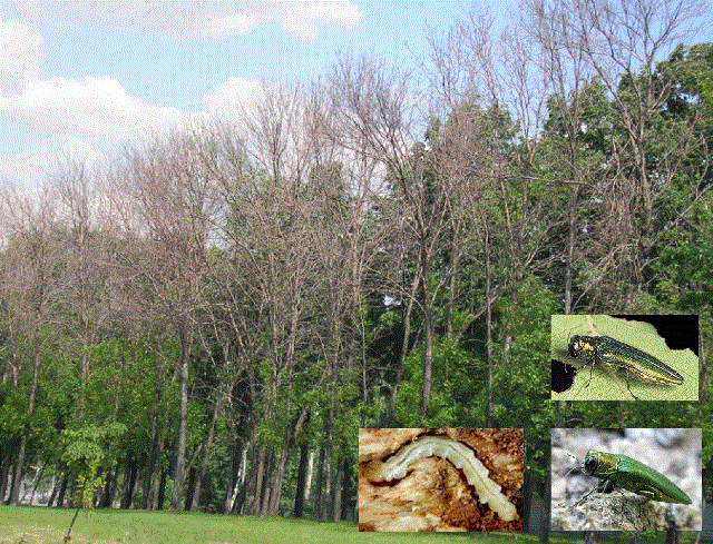 �������� ���������� ��������� ������ - <i>Agrilus planipennis</i> Fairmaire, 1888.