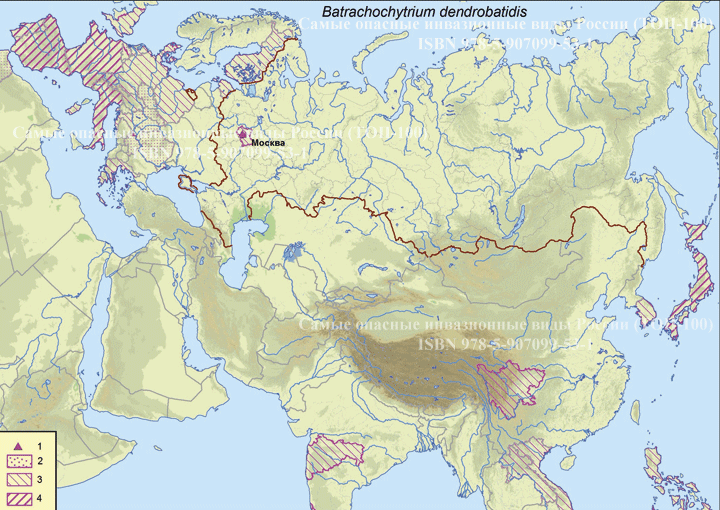 Batrachochytrium dendrobatidis Longcore Pessier & D.K. Nichols, 1999   -