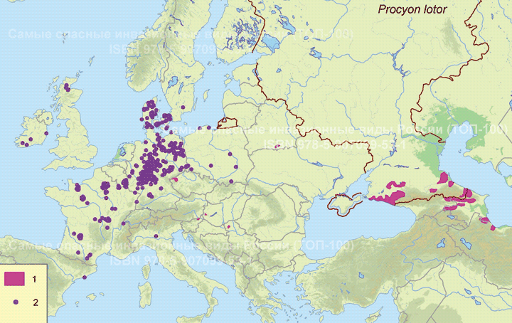 Procyon lotor (Linnaeus, 1758) -
