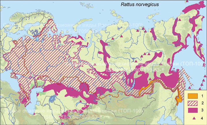 C  - <i>Rattus norvegicus 