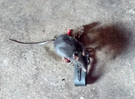   - <i>Rattus rattus</i> Linnaeus, 1758.( . .)