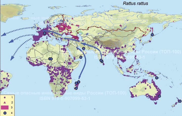   Rattus rattus 
