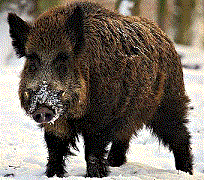  - <i>Sus scrofa</i> Linnaeus, 1758.