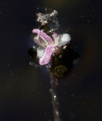 <i>Elodea canadensis</i> Michx. (1803) -  