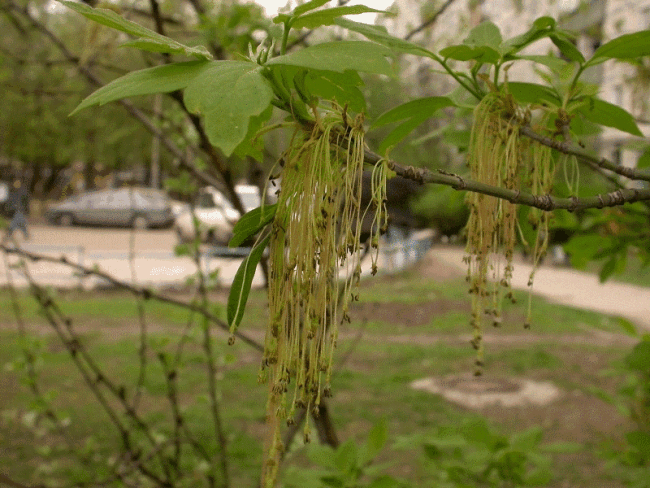 <i>Acer negundo</i>(L.) -  