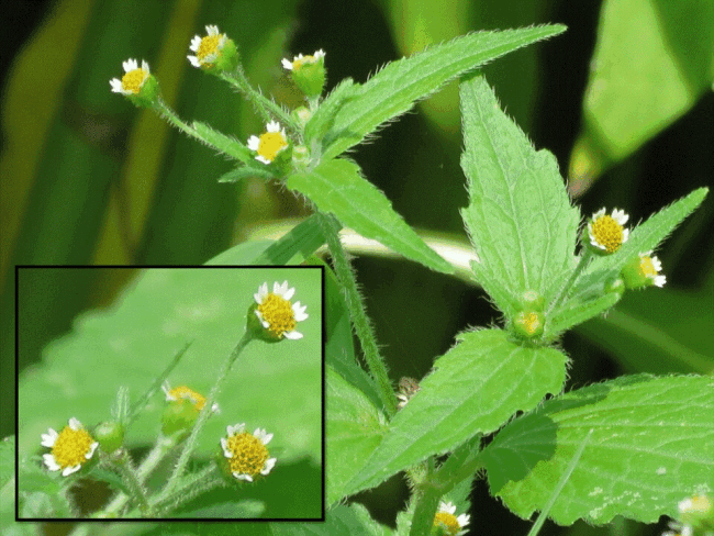 <i>Galinsoga quadriradiata</i> Ruiz & Pav., 1798 -  