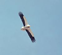 Neophron percnopterus (Linnaeus, 1758)