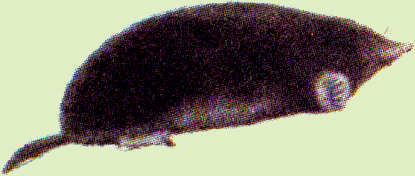 Talpa levantis Thomas 1906