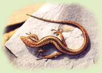 Darevskia praticola Eversmann, 1834