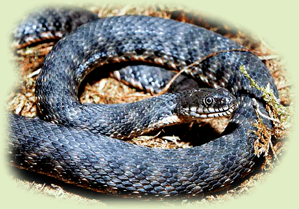 Natrix tessellata (Laurenti, 1768)