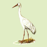 Grus leucogeranus Pallas, 1773
