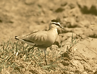 Chettusia gregaria (Pallas, 1771)