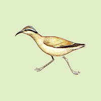 Cursorius cursor (Latham, 1787)