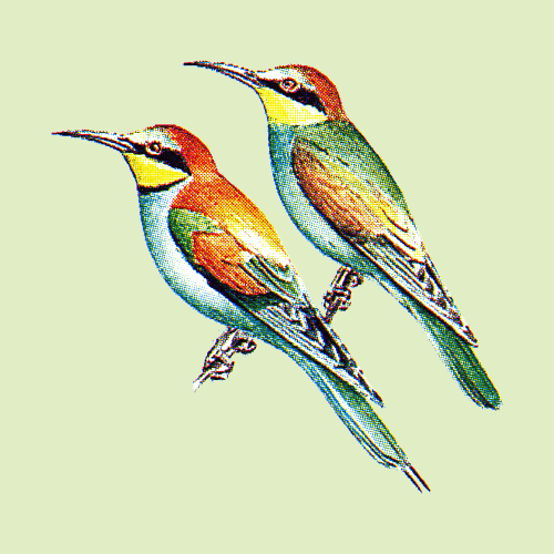  Merops apiaster Linnaeus, 1758