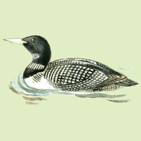 Gavia adamsii (G. R. Gray, 1859)