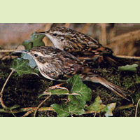 Certhia brachydactyla C. L. Brehm, 1820