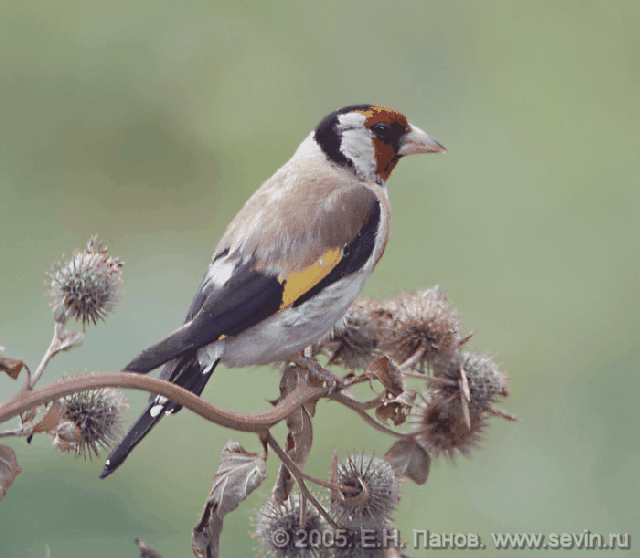 Carduelis carduelis (Linnaeus, 1758) -  