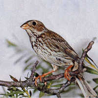 Emberiza calandra Linnaeus, 1758