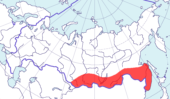  Hirundo daurica Linnaeus, 1771