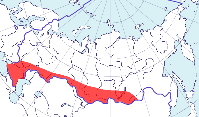  Oenanthe pleschanka (Lepechin, 1770)