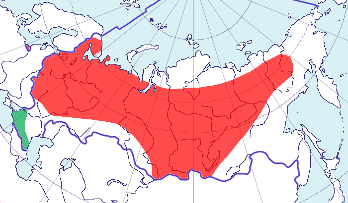  Turdus iliacus Linnaeus, 1766