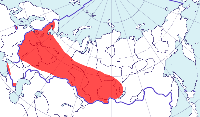 Turdus viscivorus \Linnaeus, 1758