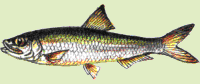 C. abrau (Maljatskij,1930)