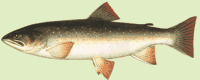 S. malma (Walbaum, 1792)