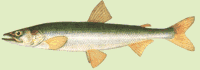 O. mordax (Mitchill, 1815)