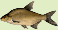 A. brama (Linnaeus, 1758)