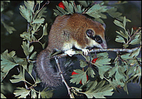Dryomys nitedula Pallas, 1778