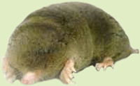Mogera robusta Nehring 1891